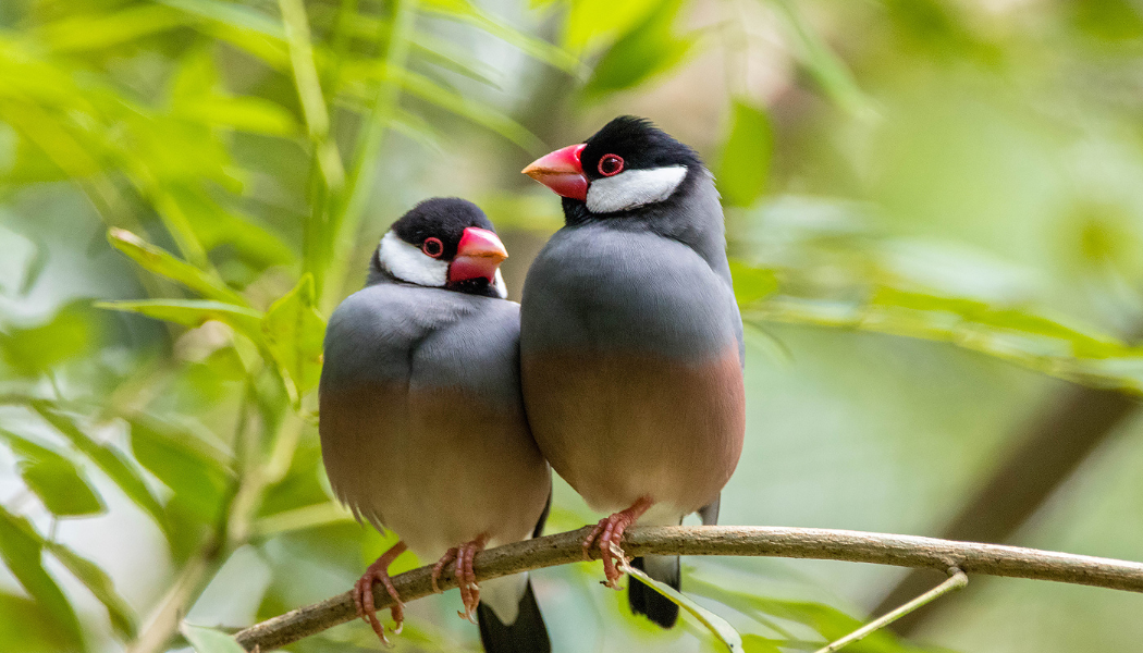 Futter für Exoten – hochwertiges Ziervogelfutter