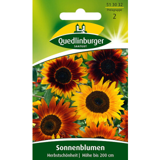 Quedlinburger Sonnenblume Herbstschönheit