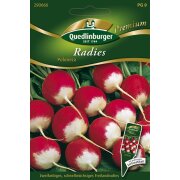 Quedlinburger Radies Poloneza zweifarbig