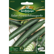 Quedlinburger Salat- Gewächshausgurke Saladin