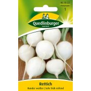 Quedlinburger Rettich Runder weisser