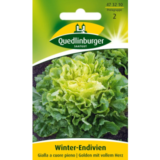 Quedlinburger  Winter-Endivien Gialla a Couor