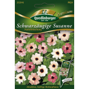 Quedlinburger Schwarzäugige Susanne Pastellmischung