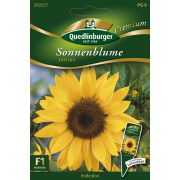 Quedlinburger Sonnenblume Eversun