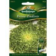Quedlinburger Frisee-Endivie  Myrna