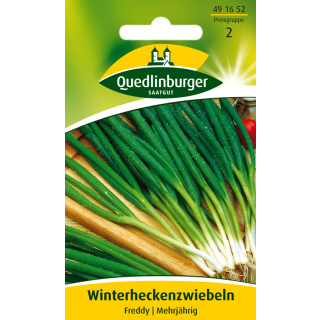 Quedlinburger  Winterheckenzwiebel Freddy
