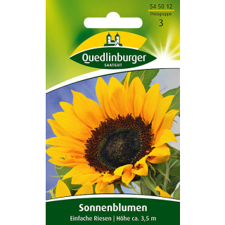 Quedlinburger Sonnenblume Einfache Riesen