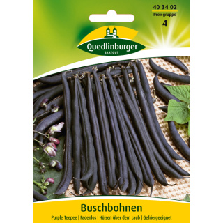 Quedlinburger Buschbohnen Purple Teepee