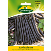Quedlinburger Buschbohnen Purple Teepee