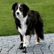 Trixie Pfotenschutz Walker Active