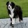 Trixie Pfotenschutz Walker Active